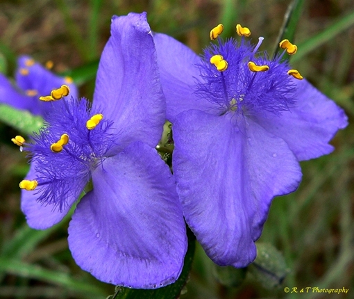 {Tradescantia ohiensis}